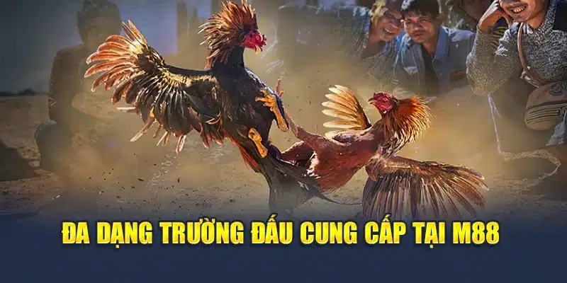 Đá Gà Trực Tiếp M88 – Mãn Nhãn Từng Trận Đấu Kịch Tính 2 Đa dạng trường đấu cung cấp tại M88