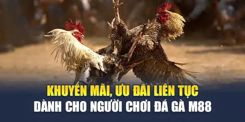 Khuyến mãi, ưu đãi liên tục dành cho người chơi đá gà M88
